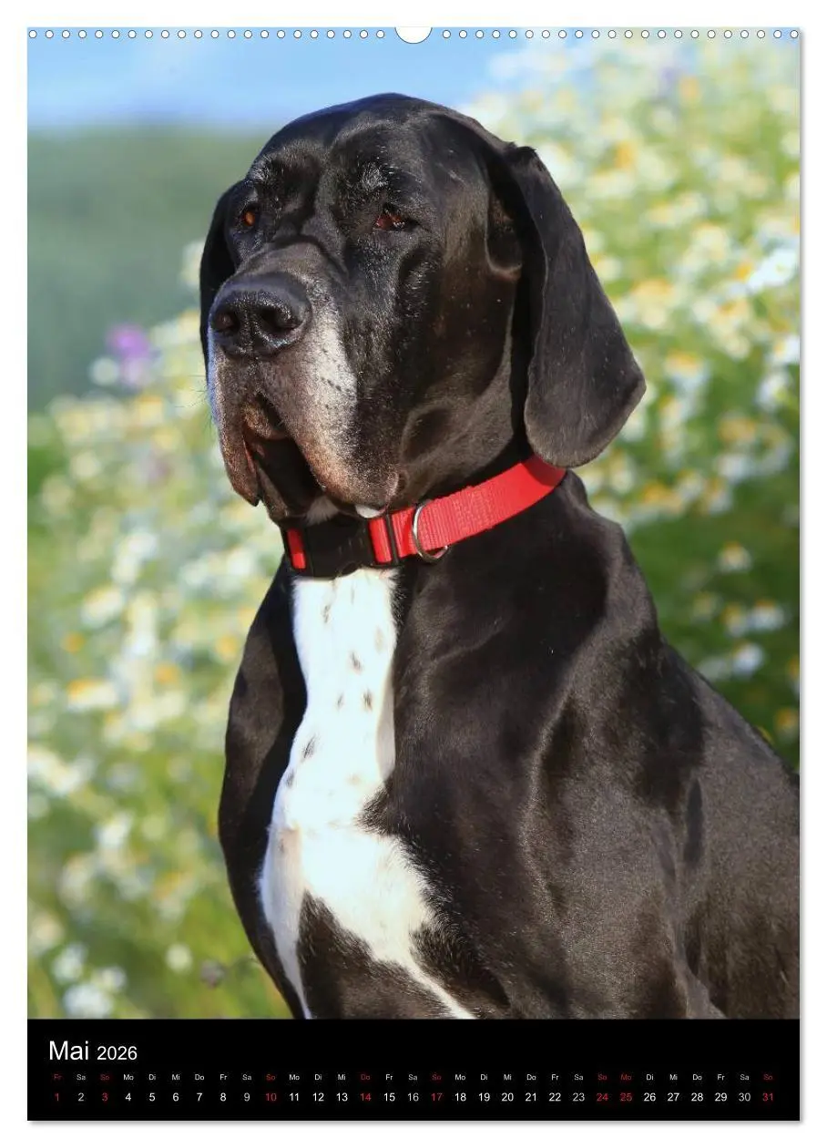 Bild: 9783516428162 | Faszination Deutsche Dogge (Wandkalender 2026 DIN A2 hoch),...